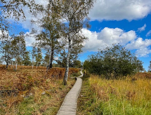 Struffeltroute auf Holzstegen durch die Moorlandschaft nahe dem Nationalpark Eifel