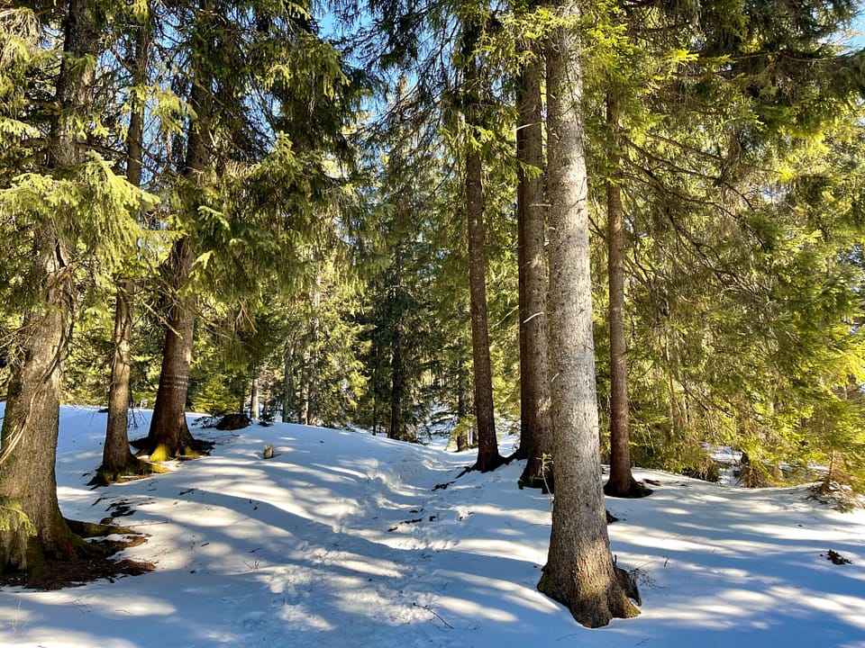 Aufstieg zum Baumgartenschneid 1